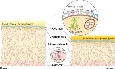 Recurrent Urinary Tract Infection: A Mystery in Search of Better Model Systems